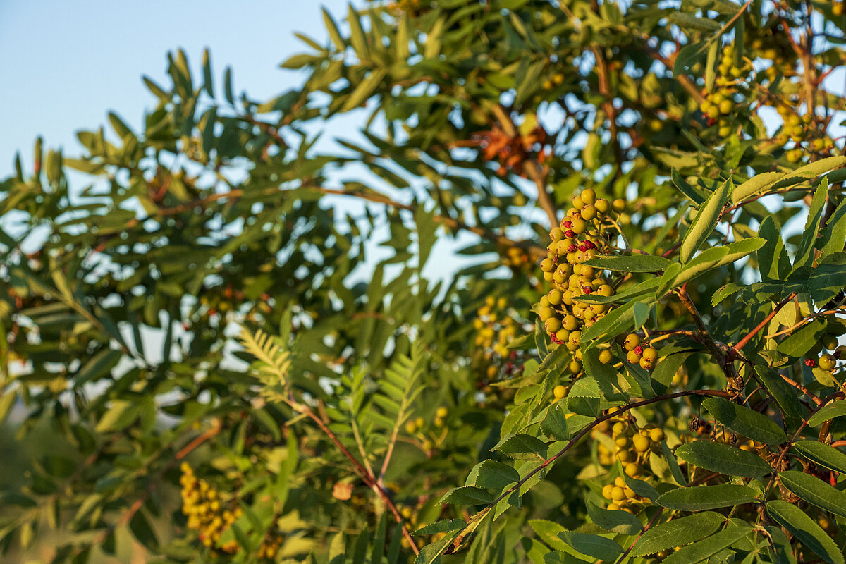 Früchte im Agroforst-System Reifende Beeren an einem Gehölz im Agroforst von Humusland
