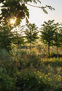 Humusland Agroforst Erntezeit Erntezeit im Agroforst
