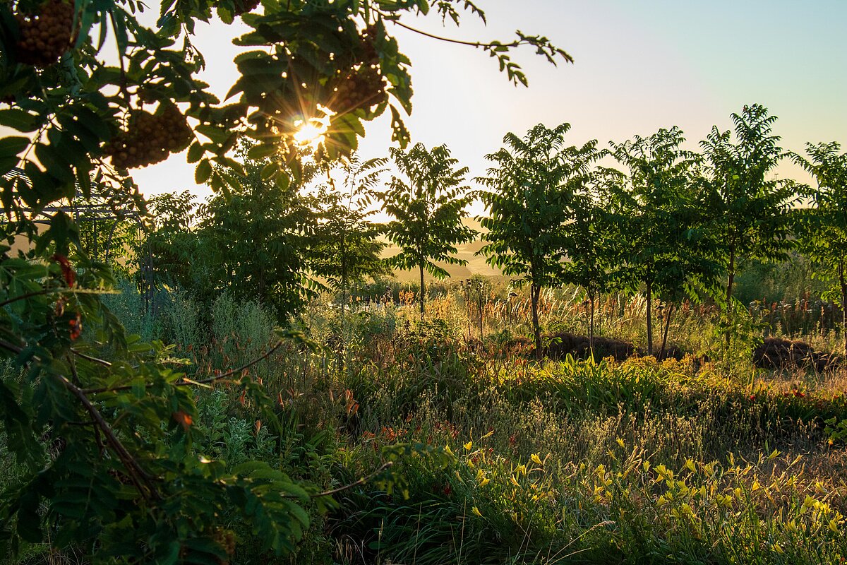 Agroforst Humusland im Gegenlicht Baumreihen des Agroforstsystems bei Humusland im Gegenlicht
