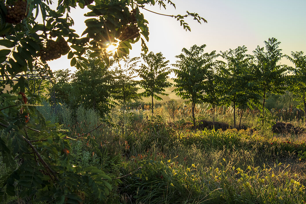 Agroforst-Fläche von Humusland im Sonnenlicht mit jungen Bäumen und Wildkräutern