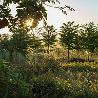 Agroforst Humusland im Gegenlicht Agroforst-Fläche von Humusland im Sonnenlicht mit jungen Bäumen und Wildkräutern