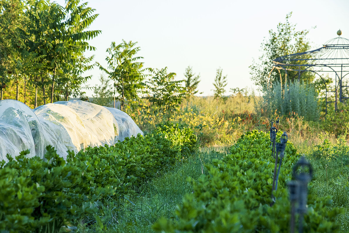 Freilandanbau mit Folientunnel Reihen von Gemüsepflanzen im Freiland, im Hintergrund ein Folientunnel bei Sonnenlicht