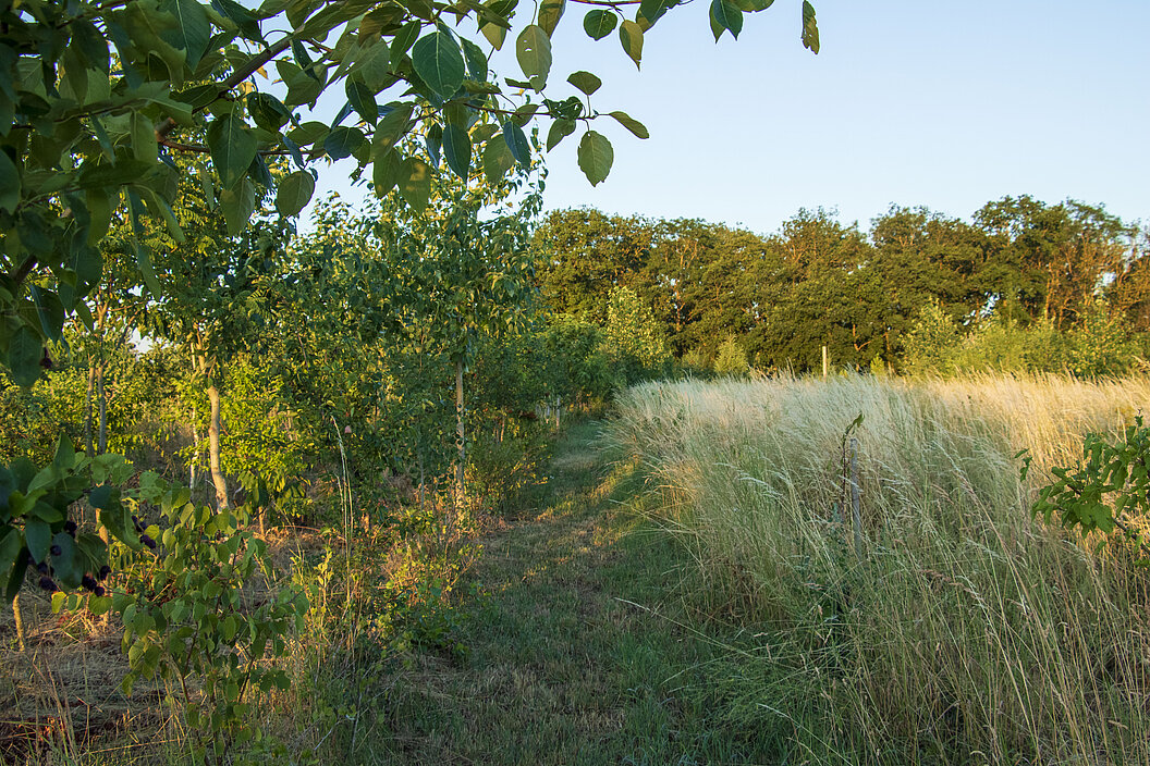 Agroforst von Humusland – junge Baumreihen neben Wildwiese