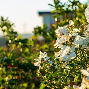 Humusland Wildrose Landwirtschaft erleben