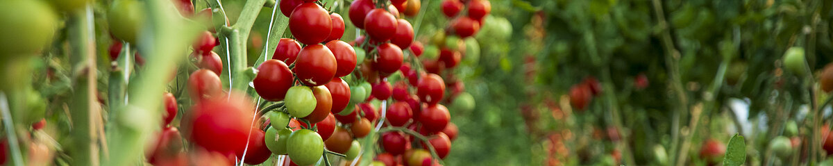 Humusland Tomatenanbau Regionales Gemüse von Humusland – Tomatenanbau im Freiland