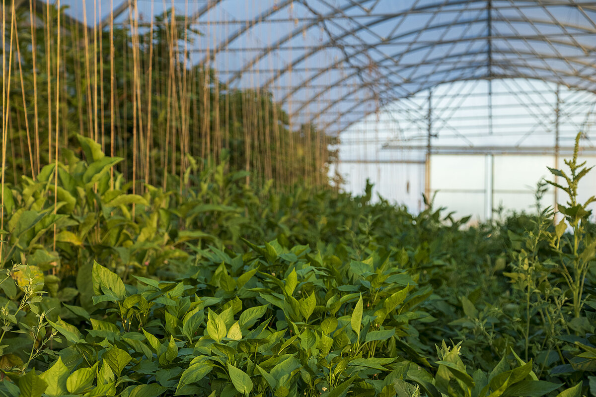 Humusland Gewächshausanbau Anbau im Gewächshaus bei Humusland