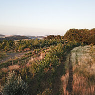 Humusland Agroforstfläche Agroforst auf dem Humusland-Hof im Abendlicht