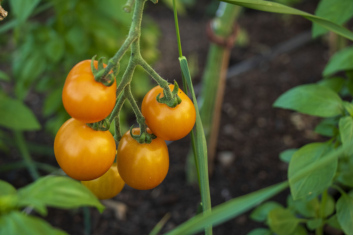 Humusland Gelbe Tomaten Gelbe Tomaten im Anbau bei Humusland