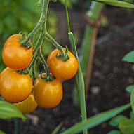 Humusland Orange Tomaten Orange Tomaten im Anbau bei Humusland