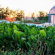 Humusland Gemüsebeet Gemüsebeet bei Humusland im Morgenlicht vor dem Gewächshaus
