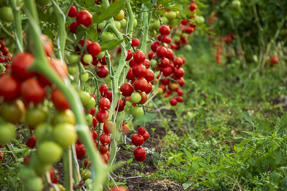 Humusland Regionaler Tomatenanbau Regionales Gemüse von Humusland – Tomatenanbau im Freiland